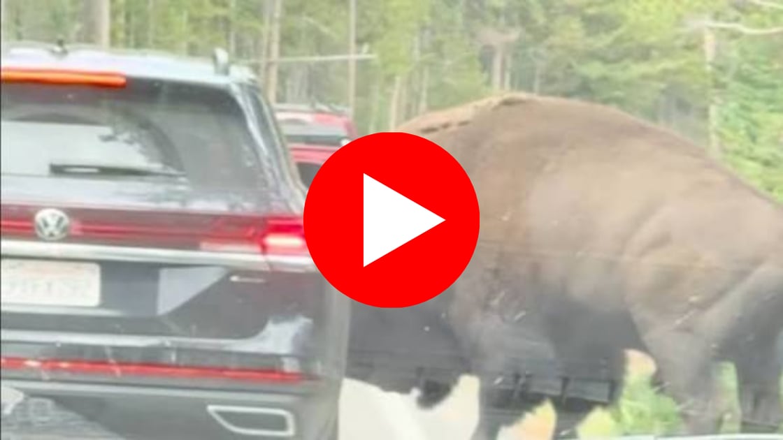 Bison Car Tire