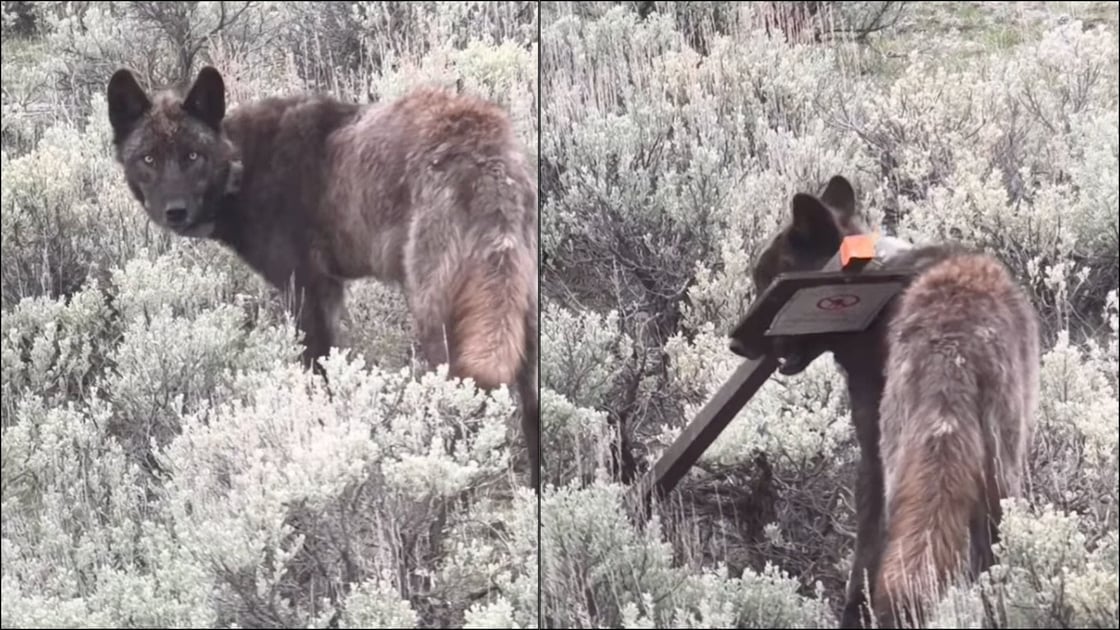 Copy-of-Untitled-Design-2-4