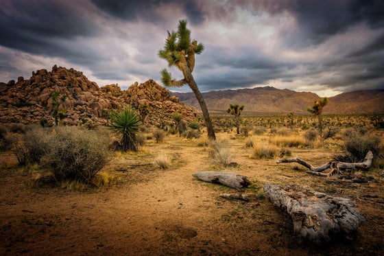 Visiting Joshua Tree This Labor Day? You May Want to Reconsider.