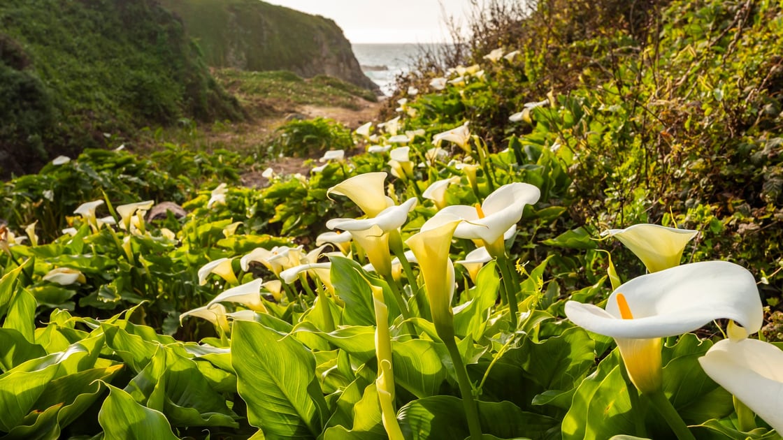 GettyImages-2227696480-1