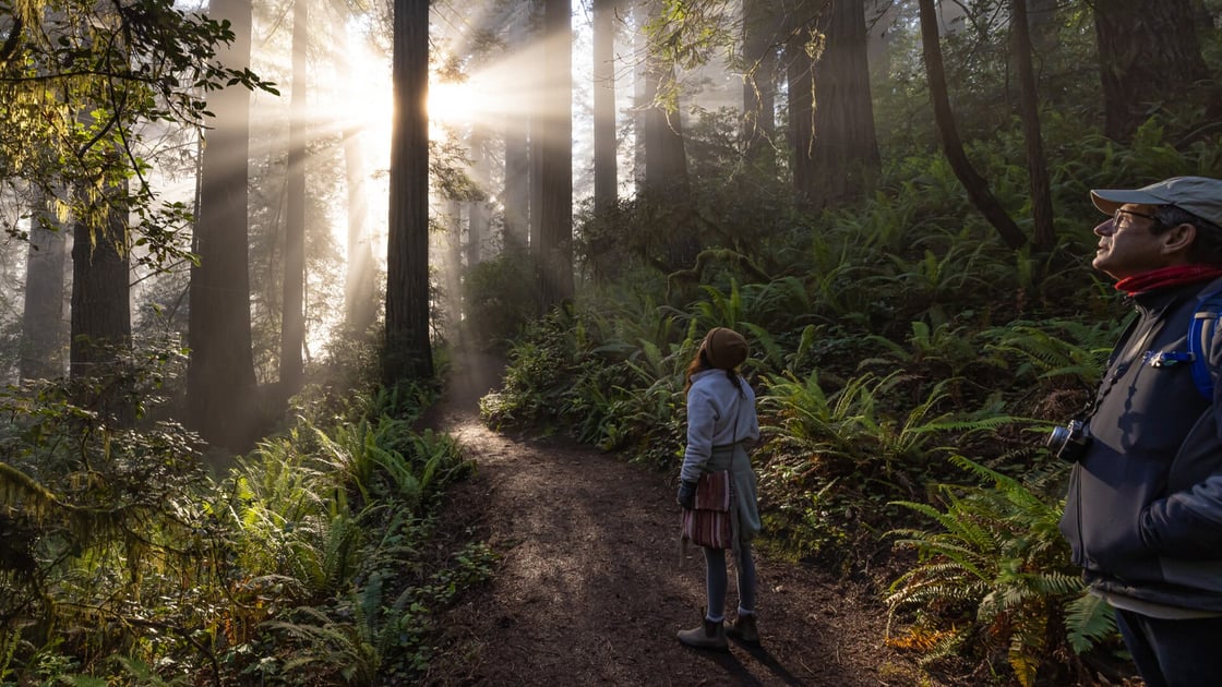 Redwoods-sunrays-hikers_Tam21TrudiGrin