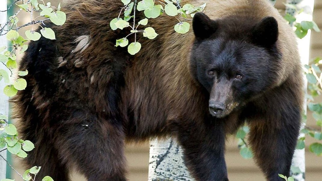 black-bear-aspen-1