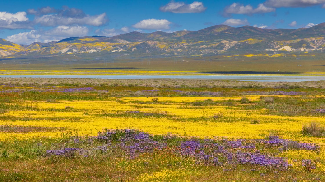 carrizo-plain-wildflowers