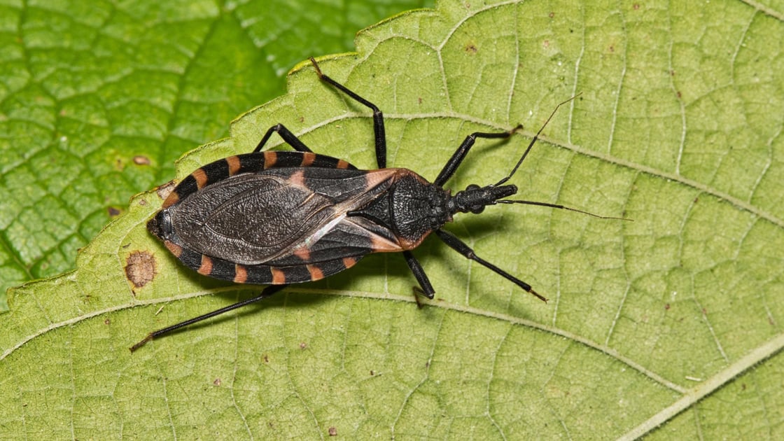 conenose-kissing-bug