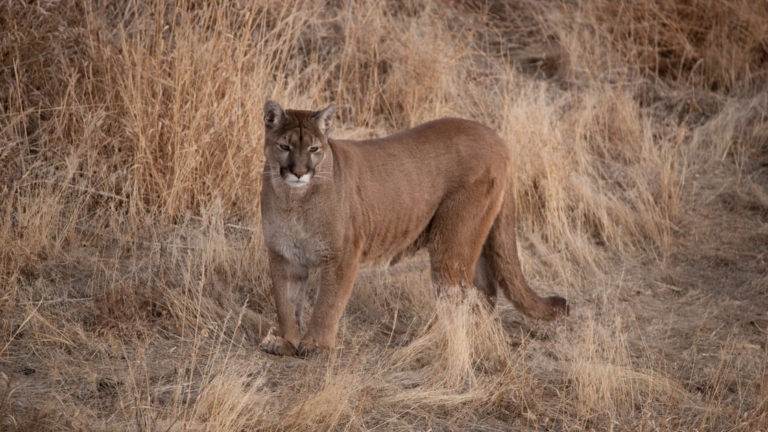 cougar-colorado-1