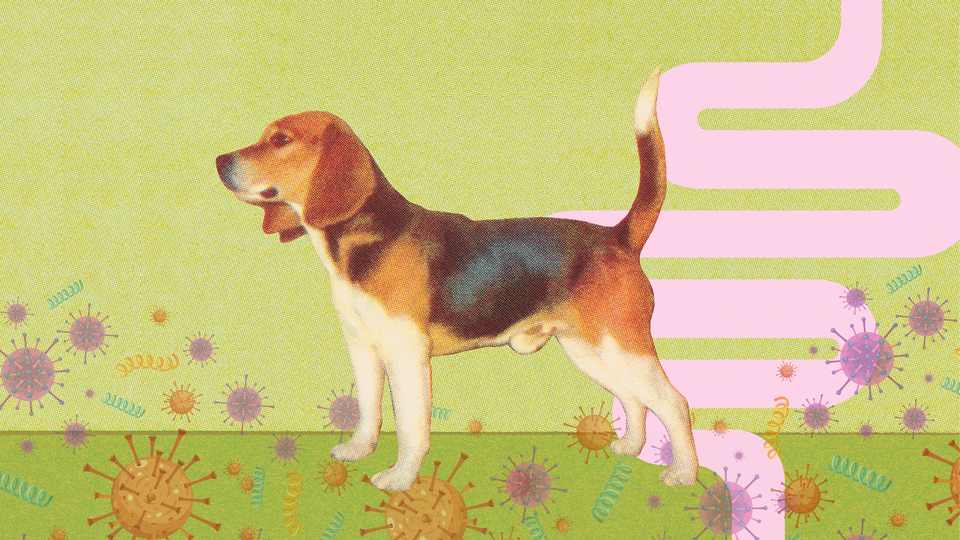 dog-gut-health-featured-image-UPDATED-2