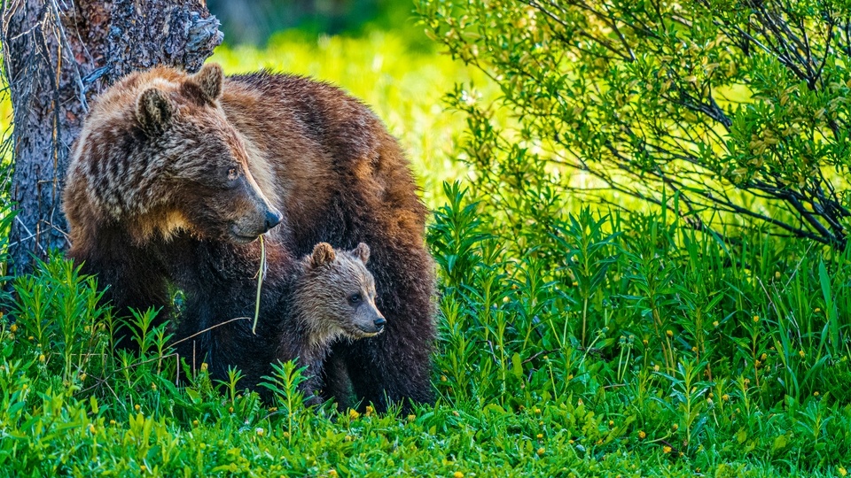 Grizzly Bears Are Returning to North Cascades National Park