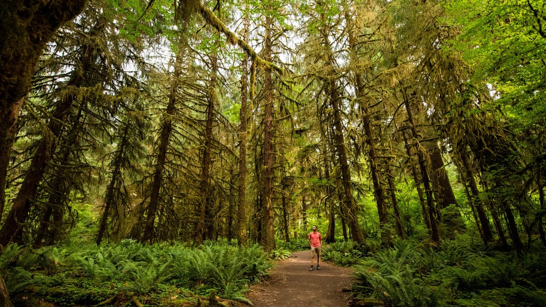 hoh-rainforest