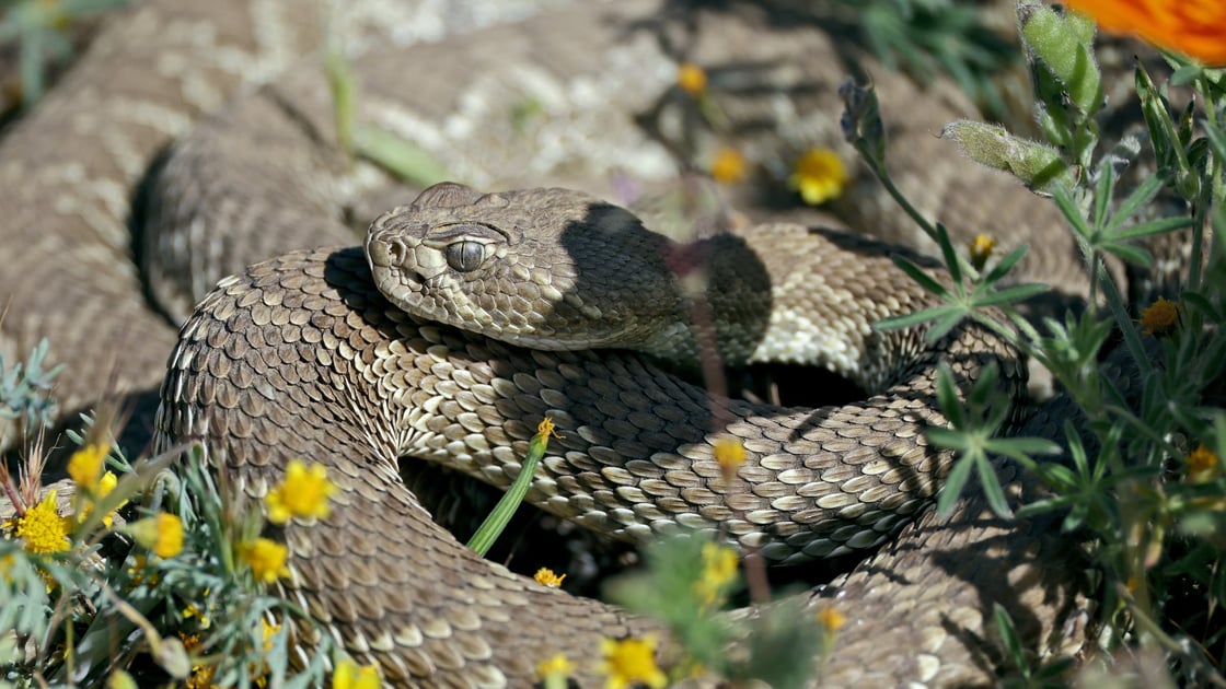 rattlesnake-mojave-green-1
