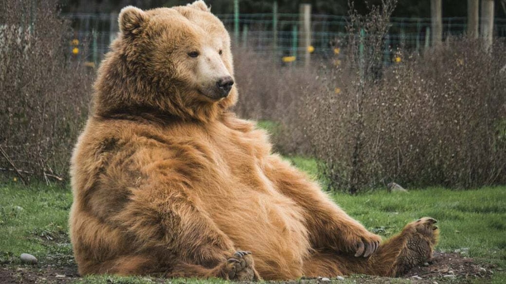 sitting-grizzly-unsplash