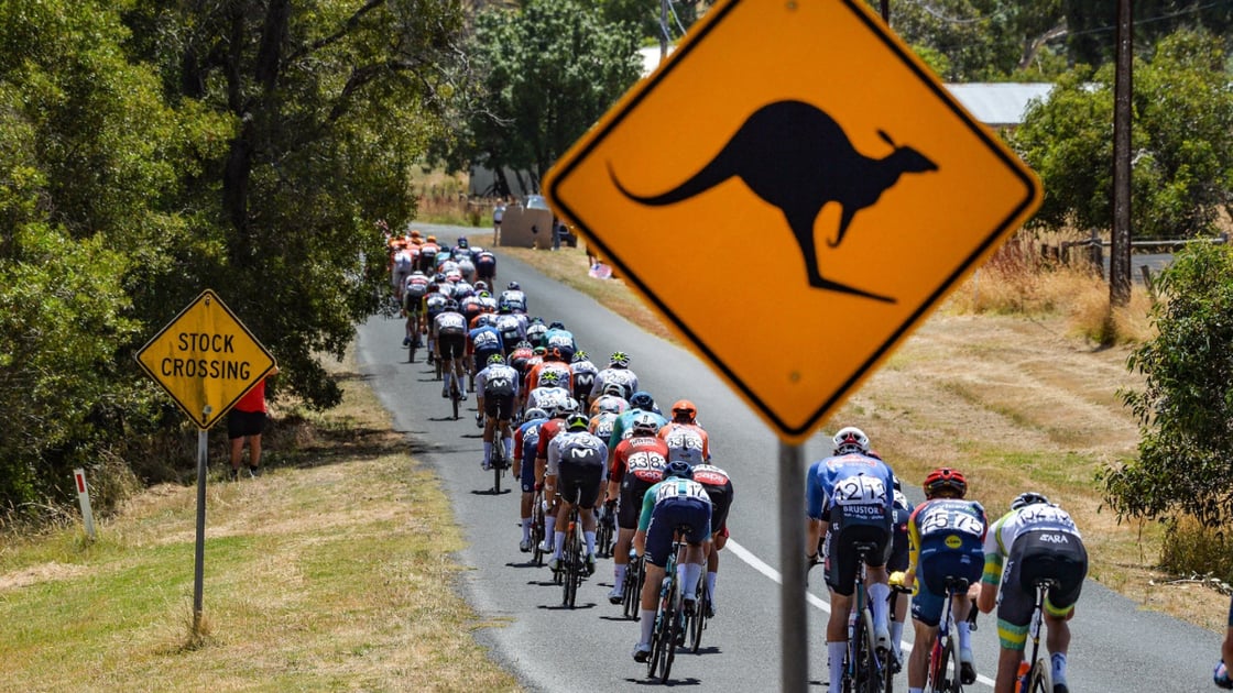 Kangaroo Causes Crash