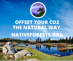 NATIVE FORESTS AD (8)