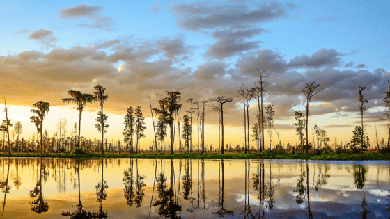 Okefenokee Swamp