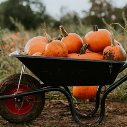 Pumpkins