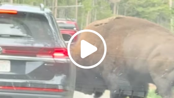 Bison Video